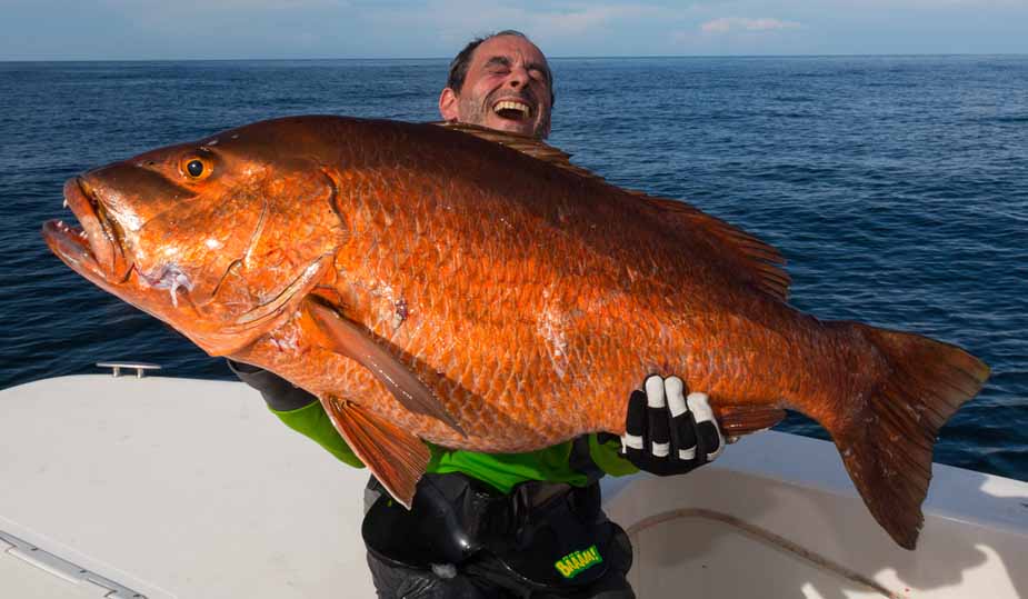 record cubera