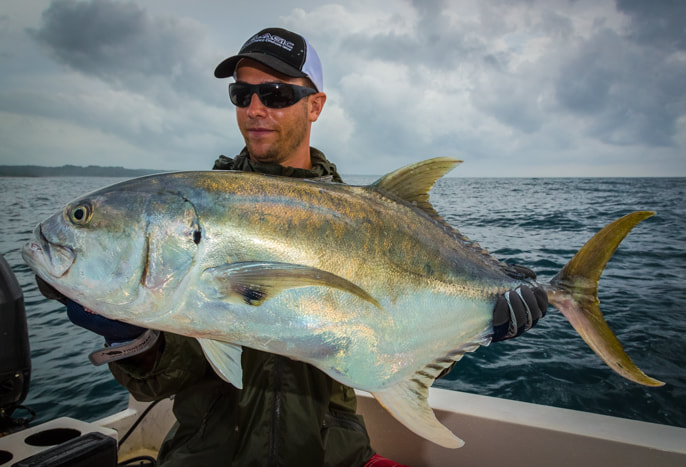 cubera roosterfish season report panama