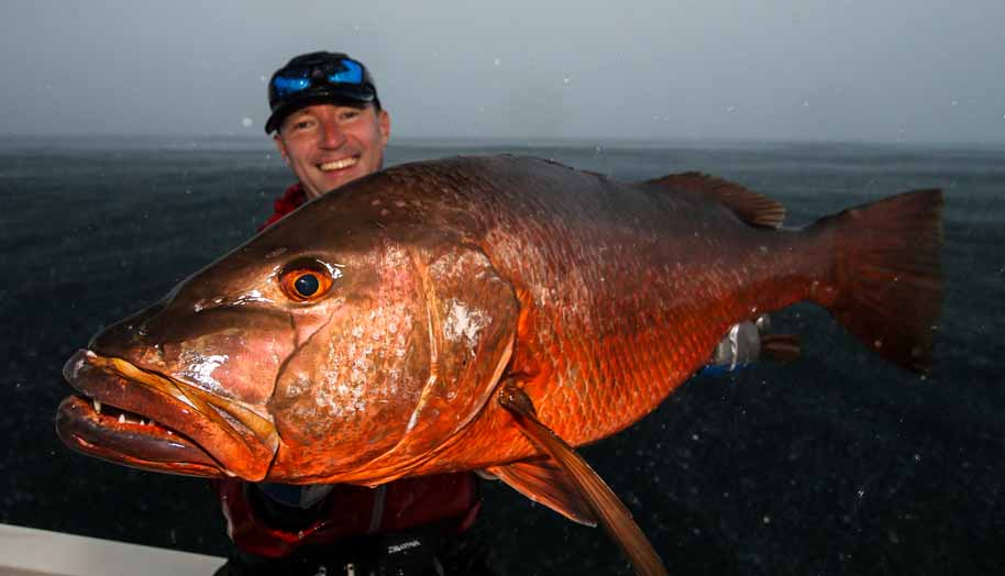 big cubera snapper