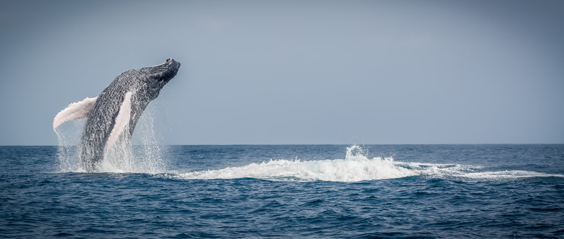 panama fishing reports