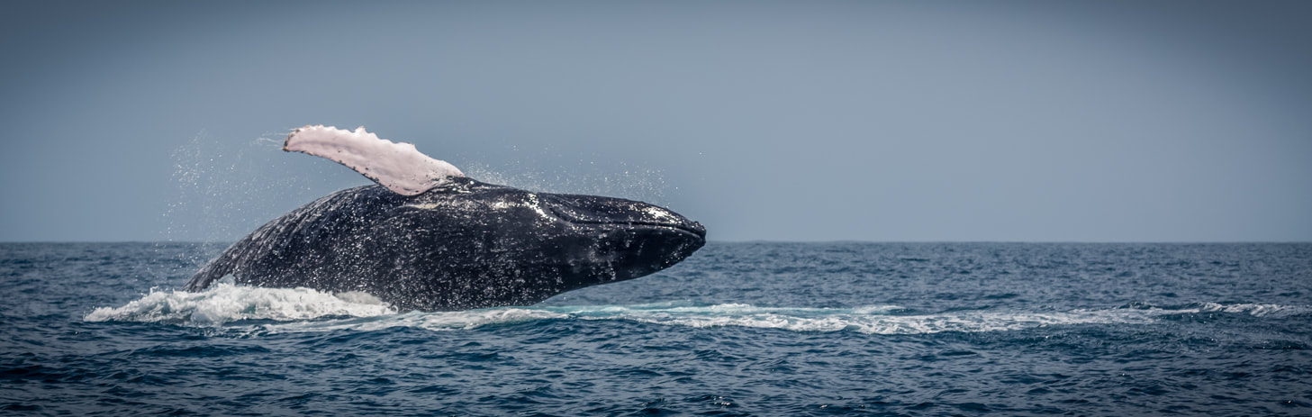 panama fishing reports