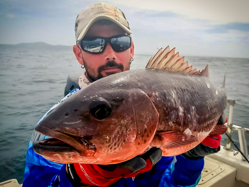 cubera panama