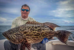 broomtail grouper panama