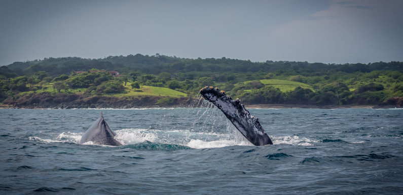 reports fishing seasons panama